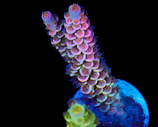 818'S PINK MIST TENUIS