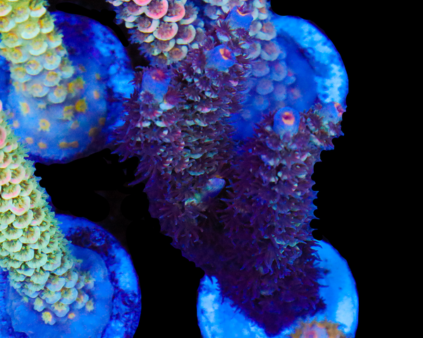 818'S BLUEBERRY DELIGHT