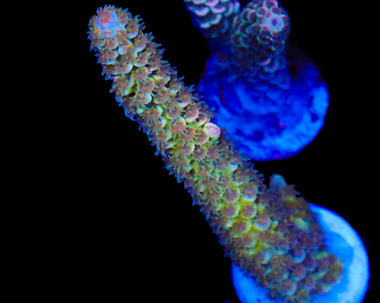 818'S END OF TIME TENUIS