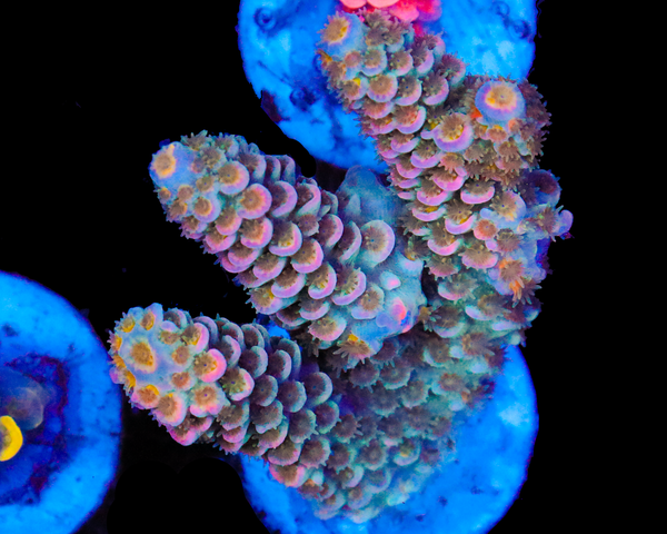 818'S SHARKBITE TENUIS