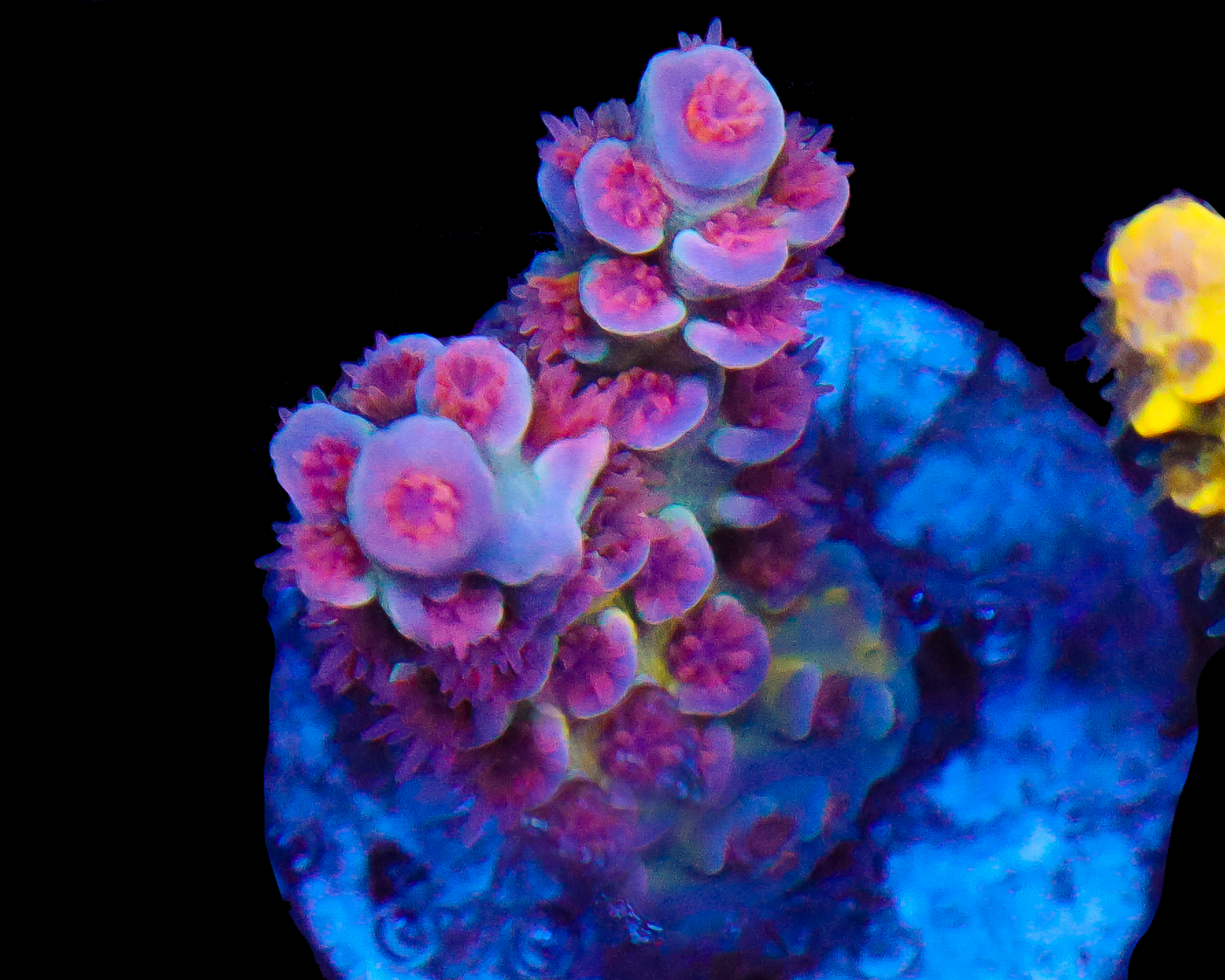 818'S SIN CITY SMALL