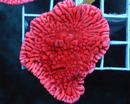 ULTRA MONTI MINI COLONY