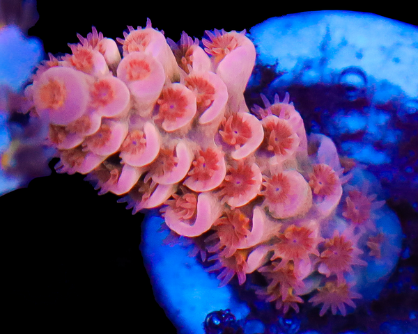 818'S HEARTBREAKER TENUIS