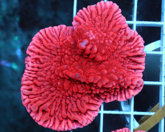 ULTRA MONTI MINI COLONY