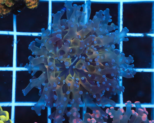 INDO FROGSPAWN