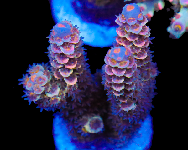 818'S PINK CRUSH TENUIS