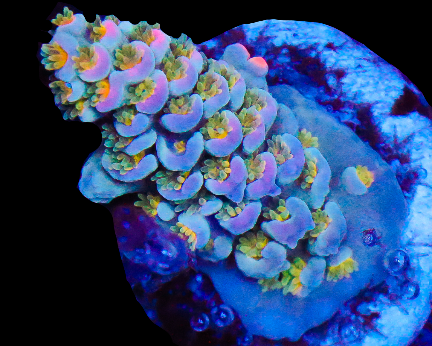 818'S CRACKED ICE TENUIS