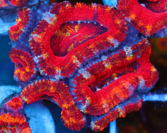 RAINBOW ACAN