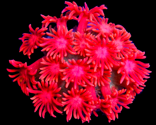 818'S AFTERBURNER GONI