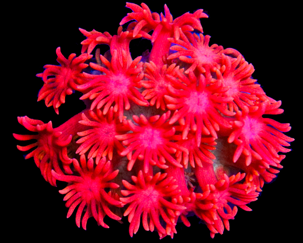 818'S AFTERBURNER GONI