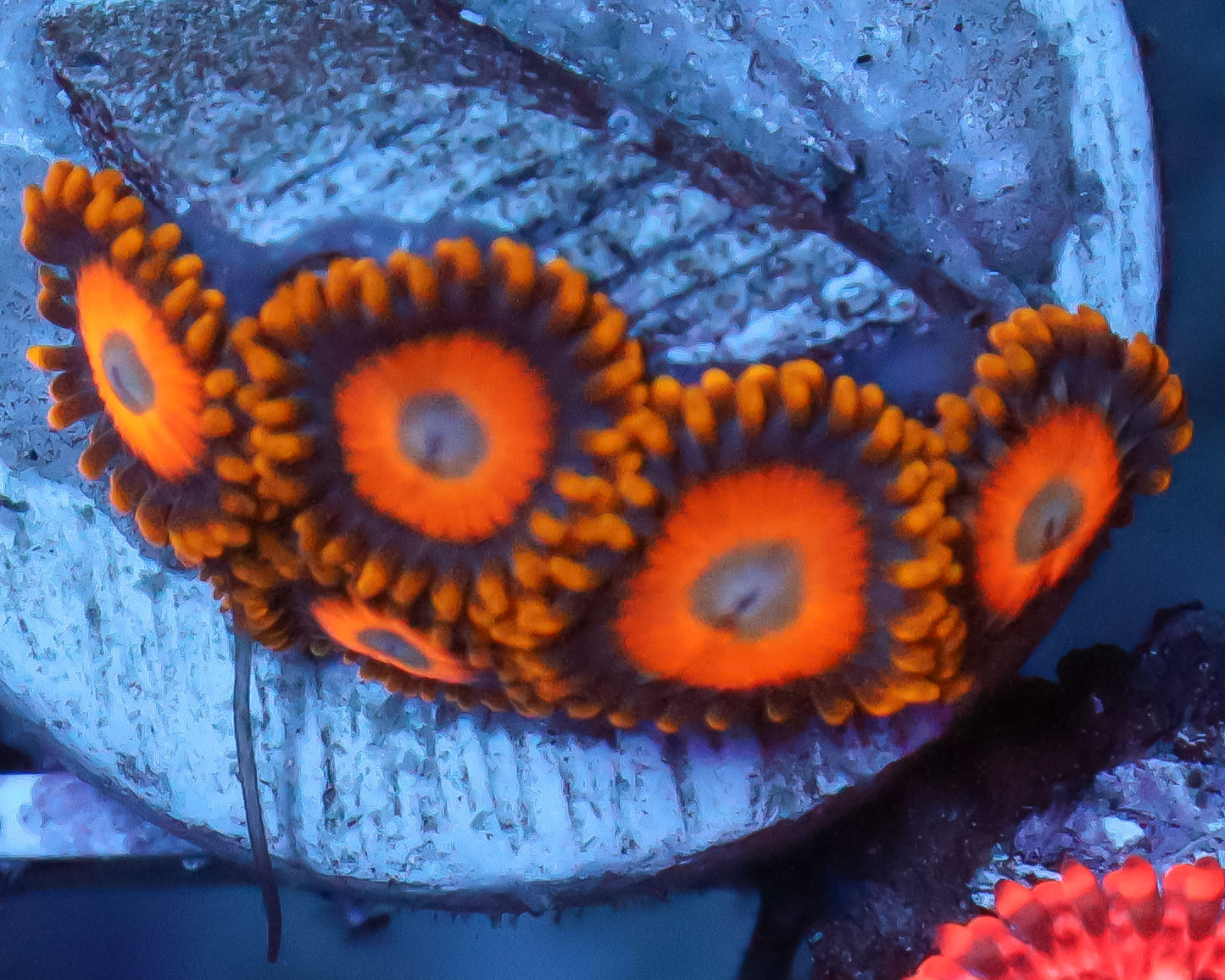 SCRAMBLED EGG ZOAS