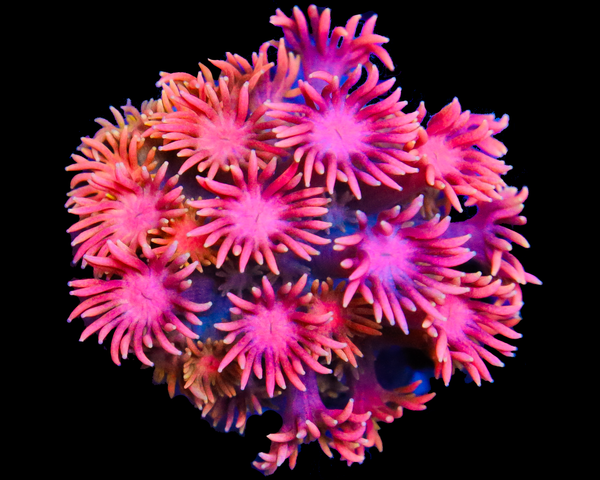 818'S PURPLE STICKY PUNCH GONI