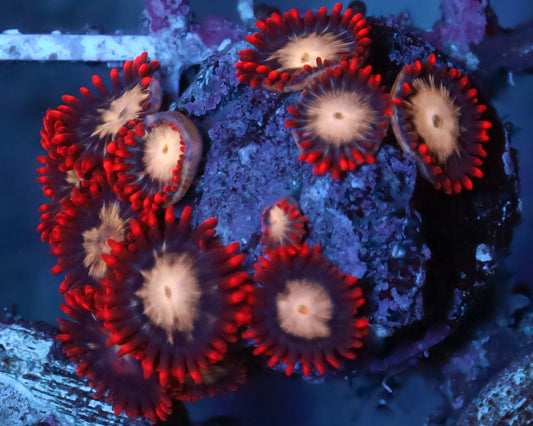 MULTICOLOR ZOAS