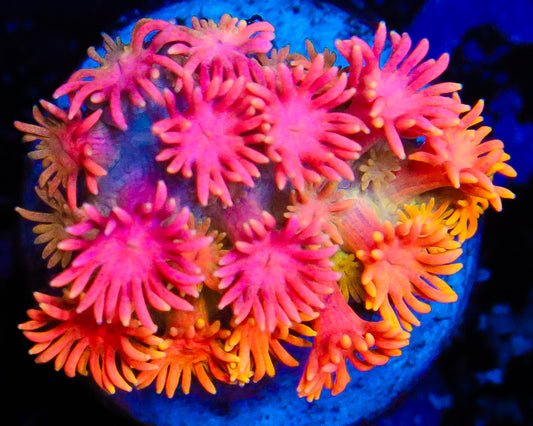 818'S PEACH SPLASH GONI