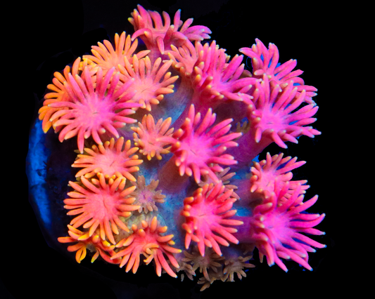 818'S PEACH SPLASH GONI