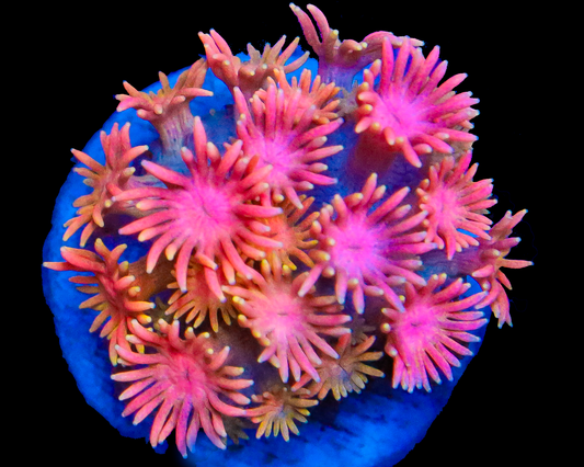 818'S PEACH SPLASH GONI