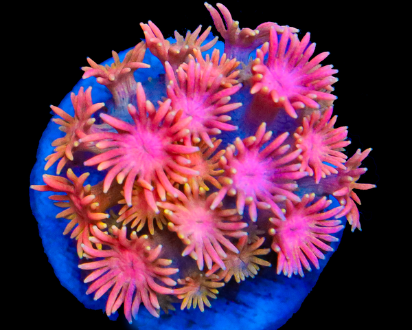 818'S PEACH SPLASH GONI