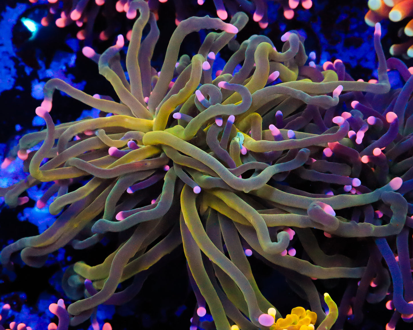 GREEN PINK TIP TORCH