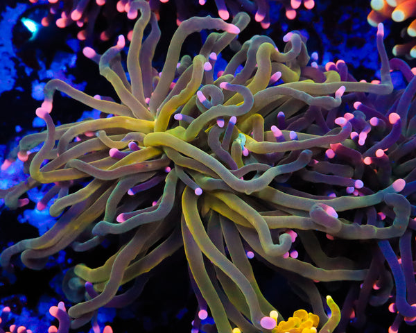 GREEN PINK TIP TORCH