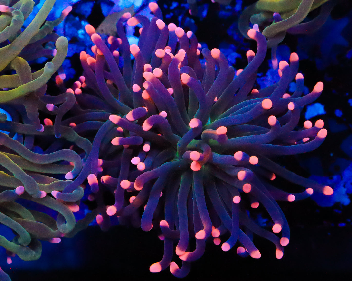 PEACH TIP INDO TORCH