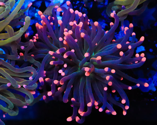 PEACH TIP INDO TORCH