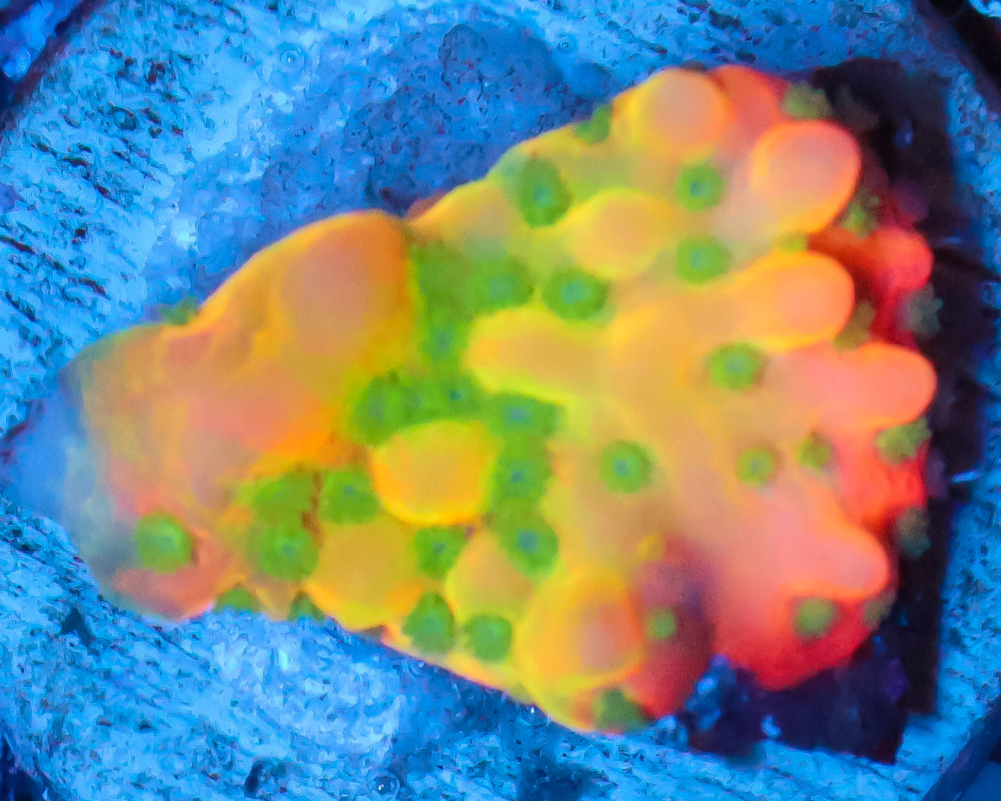BEACH BUM MONTIPORA