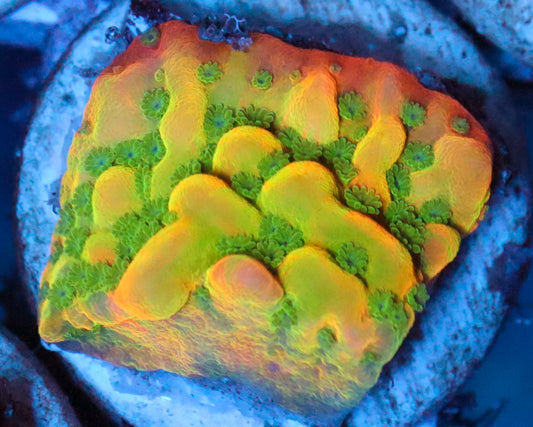 BEACH BUM MONTIPORA