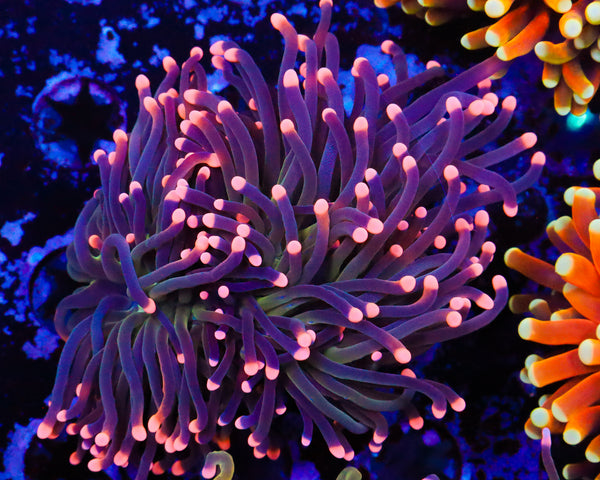 PEACH TIP PURPLE TORCH