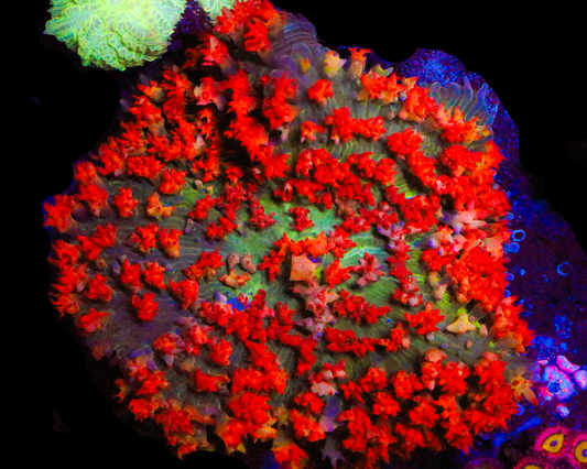 ULTRA ST THOMAS MUSHROOM