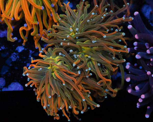 MASTER TORCH AQUACULTURED