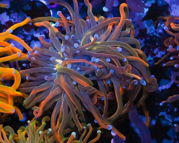 DRAGON TAQMER TORCH AQUACULTURED