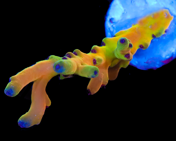 818'S PARADISE LOKANI