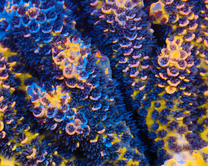 818'S WILLIES WONDER GRAFTED TENUIS