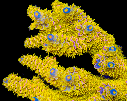 818'S AFTERMATH TENUIS