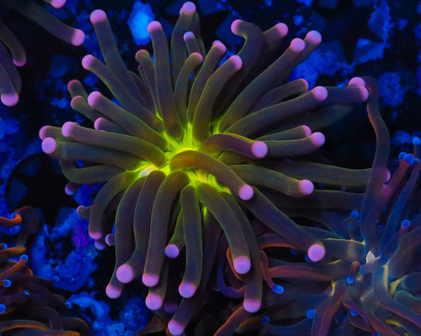 MALAYSIAN JOKER TORCH