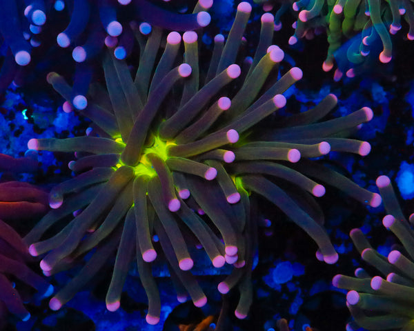 MALAYSIAN JOKER TORCH