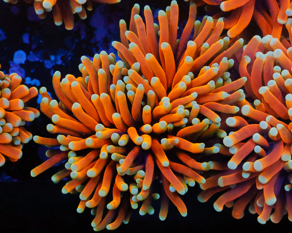 MALAYSIAN BANANA TORCH 2 HEADS