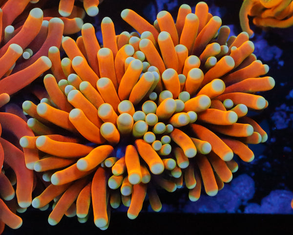 MALAYSIAN BANANA TORCH