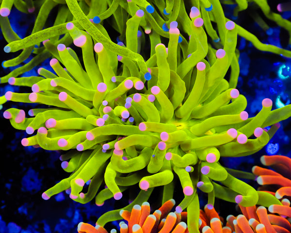 MALAYSIAN COTTON CANDY TORCH 2 HEAD