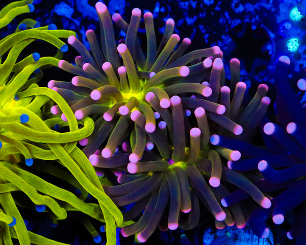 MALAYSIAN JOKER TORCH 2 HEAD