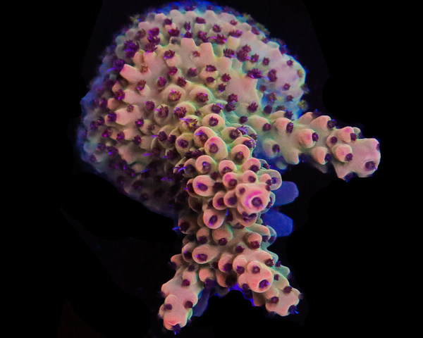 818'S CRUNCHBERRY ACRO