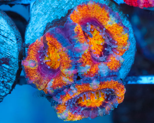 818'S ORANGE SPLASH ACANS NEW RELEASE