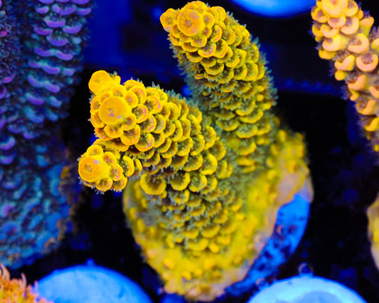 818'S PINEAPPLE SPLICE TENUIS CHUNKY