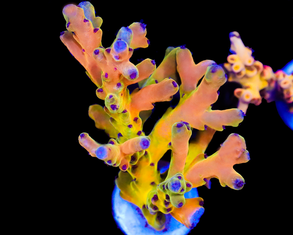 818'S PARADISE LOKANI XXL