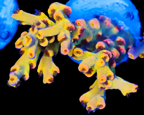 818'S LEMON HAZE SPECIOSA NEW RELEASE