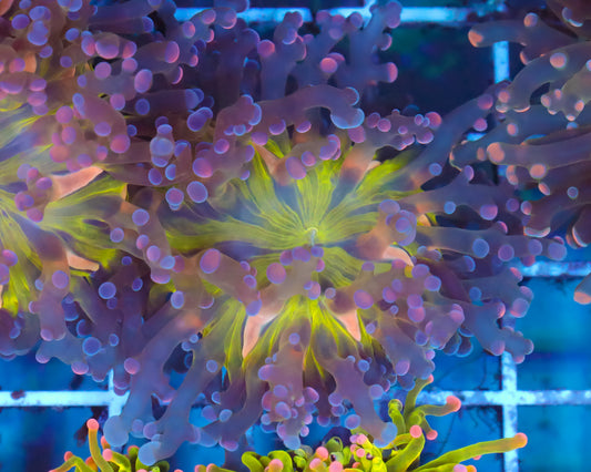 ULTRA MALAYSIAN FROGSPAWN