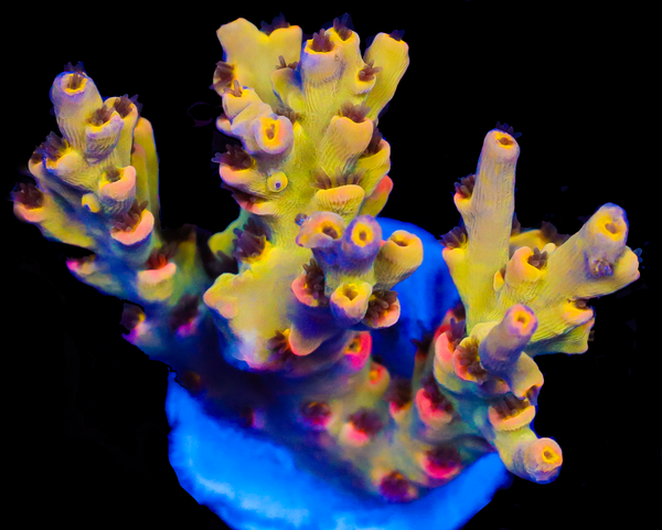 818'S LEMON HAZE SPECIOSA NEW RELEASE