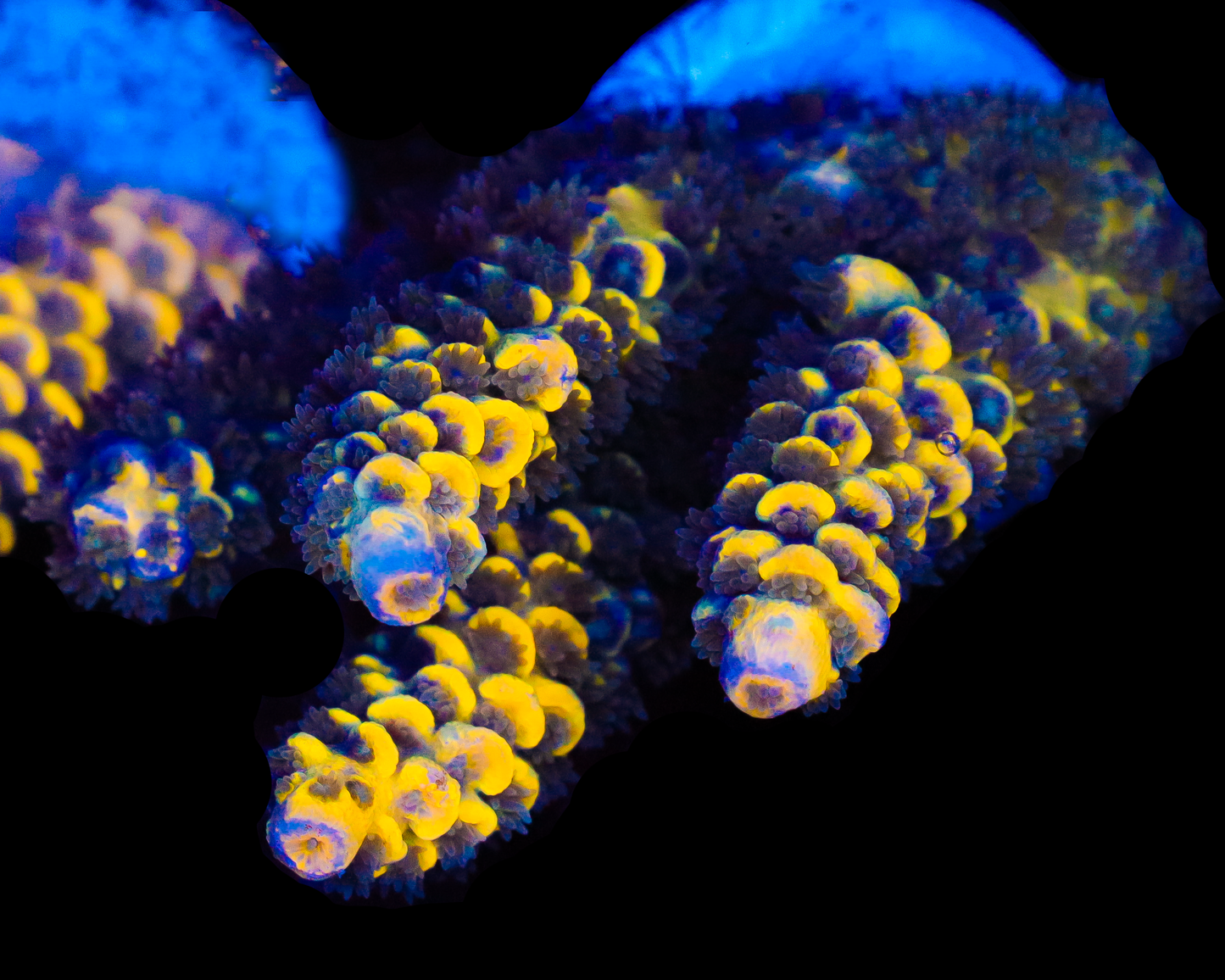 818'S BUMBLEBEE GRAFTED TENUIS