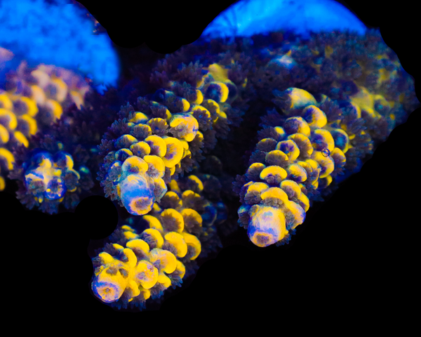 818'S BUMBLEBEE GRAFTED TENUIS