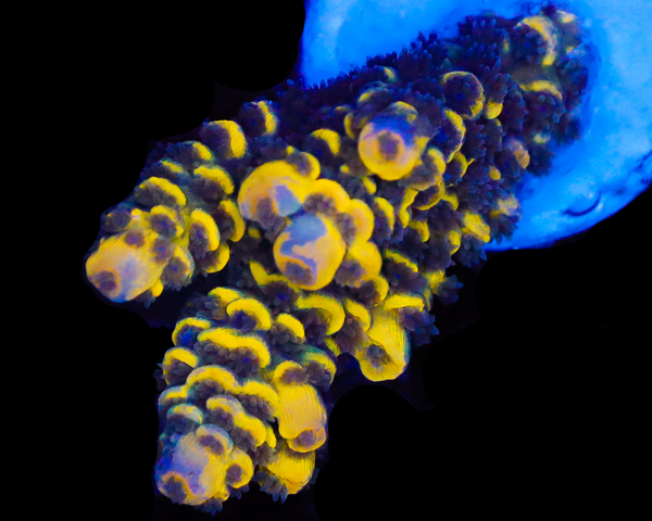 818'S BUMBLEBEE GRAFTED TENUIS